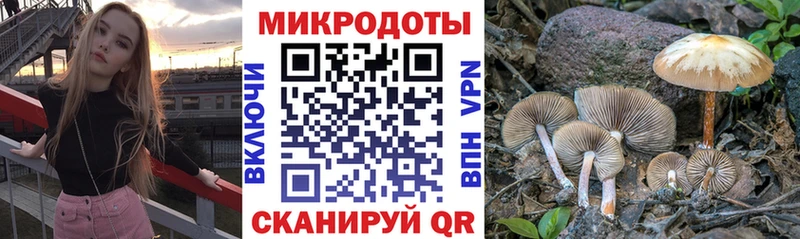 Псилоцибиновые грибы мицелий  Купить  Грозный 
