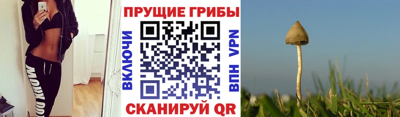 Псилоцибиновые грибы GOLDEN TEACHER Грозный